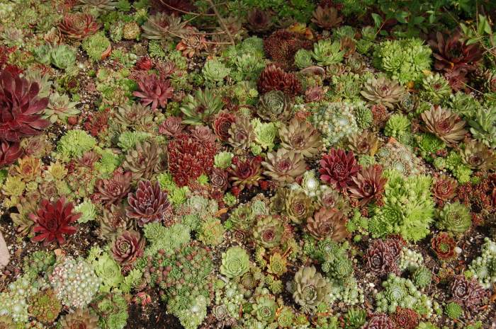 Sempervivum Dachwurz Hauswurz